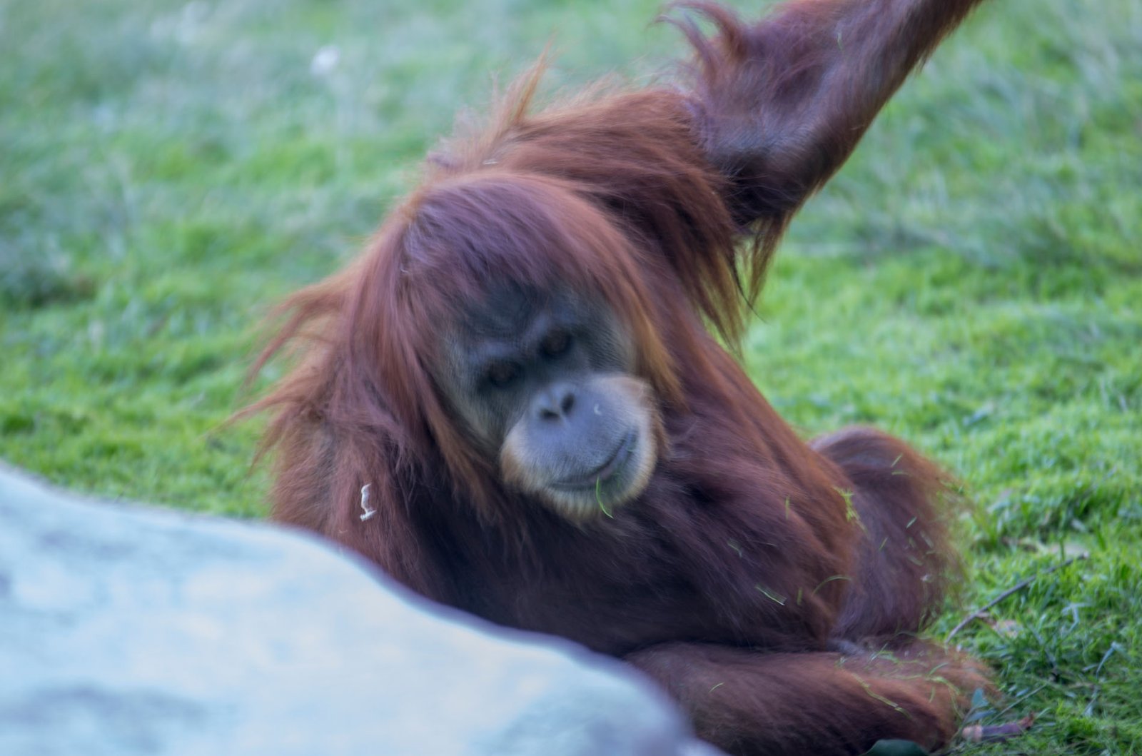 San Diego Zoo Part I 133